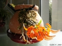 Dendrobium unicum (plante)