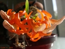 Dendrobium unicum (plante)