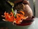 Dendrobium unicum (plante)