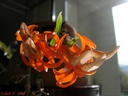 Dendrobium unicum (plante)
