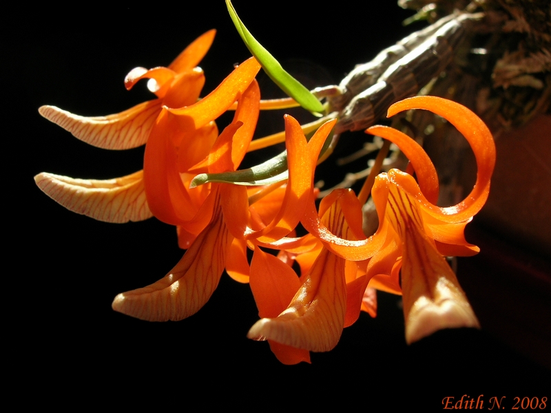 Dendrobium unicum