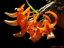 Dendrobium unicum