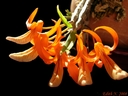 Dendrobium unicum (plante)
