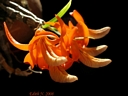Dendrobium unicum (plante)