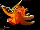 Dendrobium unicum (plante)