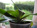Doritaenopsis Abed-Nego (plante)