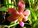 Doritaenopsis Abed-Nego 'Zebulon' (fleur1)