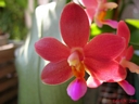 Doritaenopsis Abed-Nego 'Zebulon' (fleur2)