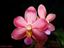 Doritaenopsis Abed-Nego 'Zebulon' (fleur1)