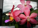 Doritaenopsis Abed-Nego 'Zebulon' (fleur3)