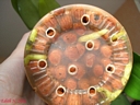 Doritaenopsis Abed-Nego 'Zebulon' (racines)