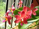 Doritaenopsis Abed Nego (floraison aot 2007)