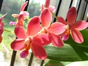 Doritaenopsis Abed Nego (floraison aot 2007)