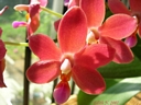 Doritaenopsis Abed Nego (floraison aot 2007)