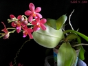 Doritaenopsis Abed-Nego 'Zebulon'