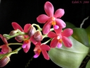 Doritaenopsis Abed-Nego 'Zebulon'