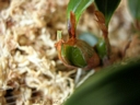 Epigeneium chapaense (pseudobulbe)