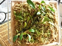 Epigeneium chapaense (plante)