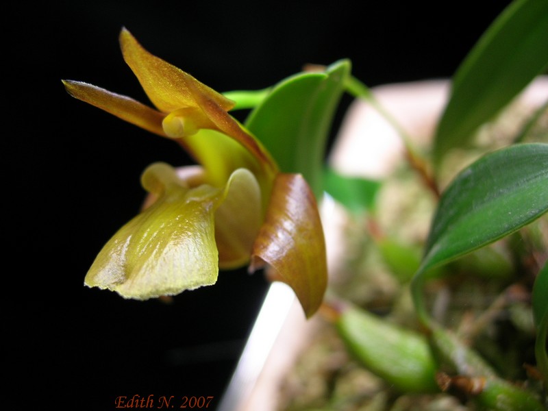 Epigeneium chapaense
