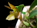 Epigeneium chapaense