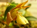 Epigeneium chapaense (fleur)