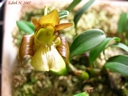 Epigeneium chapaense (fleur)