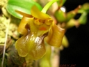 Epigeneium chapaense (fleur)