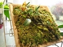 Epigeneium chapaense (plante)