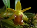 Epigeneium nakaharaei