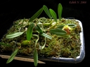 Epigeneium nakaharaei (plante)
