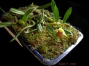 Epigeneium nakaharaei (plante)