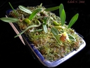 Epigeneium nakaharaei (plante)