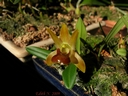 Epigeneium nakaharaei