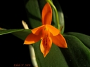 Guarianthe aurantiaca