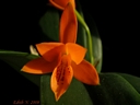 Cattleya aurantiaca