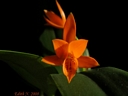 Cattleya aurantiaca