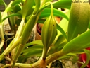 Cattleya aurantiaca