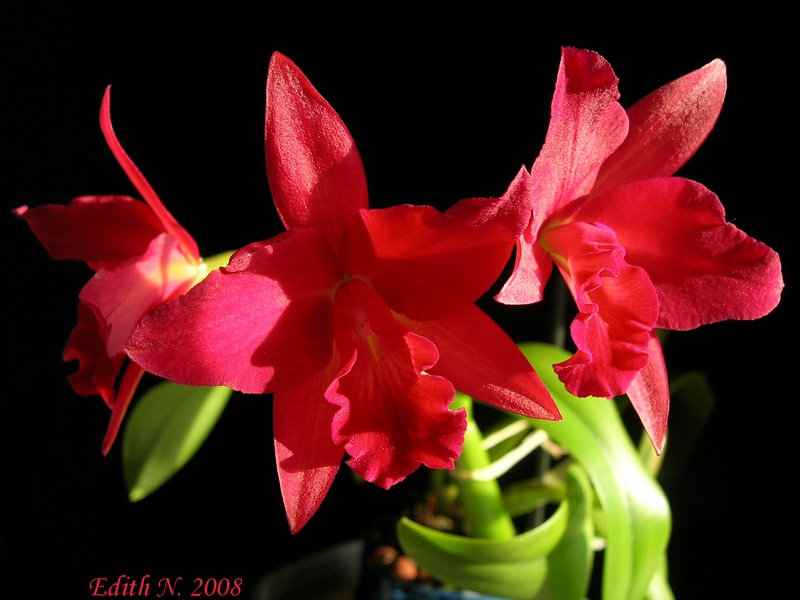 Slc. Jewel Box 'Scheherazade'