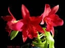 Guarisophleya Jewel Box 'Scheherazade'