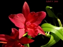 Slc. Jewel Box 'Scheherazade' (fleur)