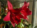 Slc. Jewel Box 'Scheherazade' (fleur)