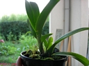 Howeara Lava Burst 'Puanani'