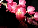 Howeara Lava Burst 'Puanani'