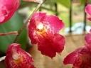 Howeara Lava Burst 'Puanani'