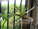Howeara Lava Burst 'Puanani'