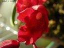 Howeara Lava Burst 'Puanani'