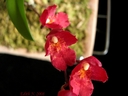 Howeara Lava Burst 'Puanani'