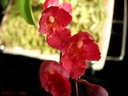 Howeara Lava Burst 'Puanani'