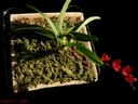 Howeara Lava Burst 'Puanani'