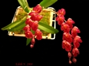 Howeara Lava Burst 'Puanani'